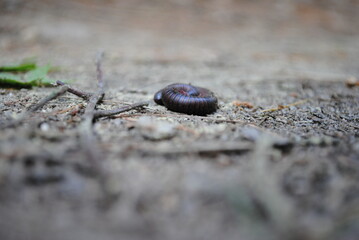 North American millipede being attacked by flies as it tries to cross a hiking trail in the forest