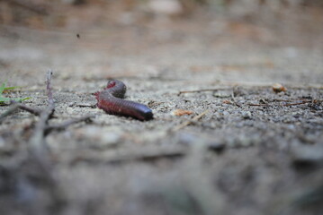North American millipede being attacked by flies as it tries to cross a hiking trail in the forest