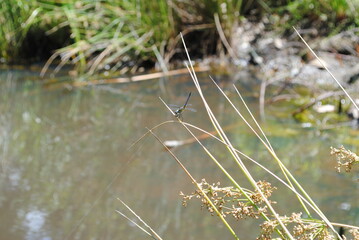 Dragonflies of northeastern US resting on reeds and grasses by the pond side
