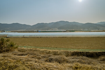 Growing houses covered with translucent plastic