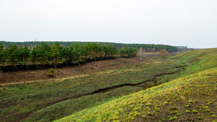 Natural landscape, forests and fields. Fresh green grass grows on burnt-out fields in spring.
