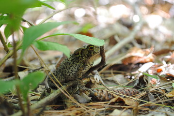 American toad sitting in the forest under a leaf
