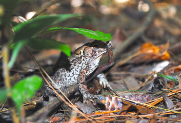 American toad sitting in the forest under a leaf