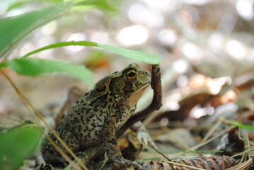 American toad sitting in the forest under a leaf