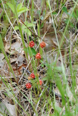 Wild raspberries ripening on the vine in mid July