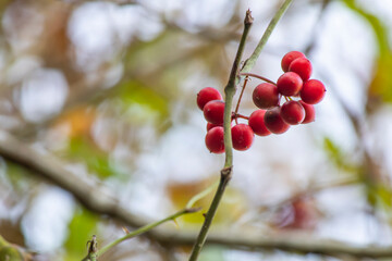 Vaccinium vitis-idaea known as lingonberry, foxberry, mountain cranberry.