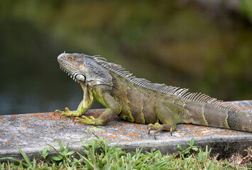 Green and brown iguana with loose dewlap is resting on a gray and orange concrete slab with grass in the foreground and blurred dark green background.