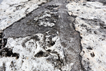 Gray, black, and white rock located in Homestead, Florida, Rugged rock