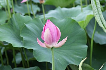 Obraz premium 한국 경기도 시흥시 관곡지 입니다