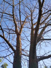 tree branches against blue sky