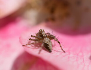 Macro of garden spider on rose petal in garden. 
