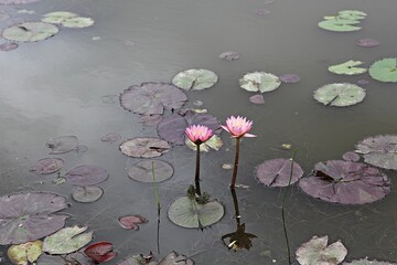 한국 경기도 시흥시 관곡지 입니다