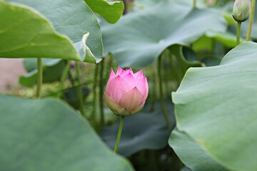 한국 경기도 시흥시 관곡지 입니다
