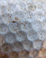 Golf Ball Close-up