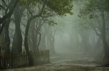 Fotobehang beautiful scenery of tree with misty  © dera