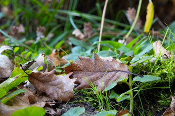 Dry oak tree leaf fallen to the ground. The photo was taken in autumn.
