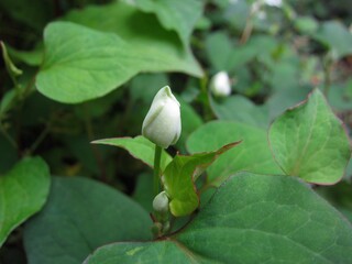 Dokudami, Houttuynia cordata, traditional southasian herb is blooming. It's popular as home remedy. It is also called fish mint, chameleon plant, and heartleaf.