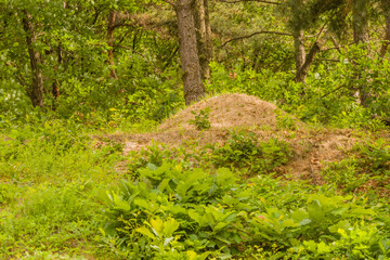 Unmarked grave in wooded area