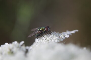 Fly sitting on a plant in daylight