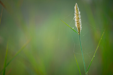 beautiful background of grass flower with green fresh background