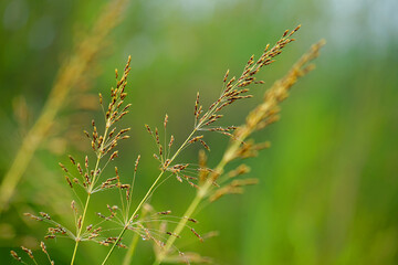beautiful background of grass flower with green fresh background