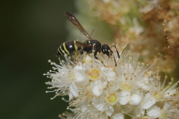 wasp on a white flower