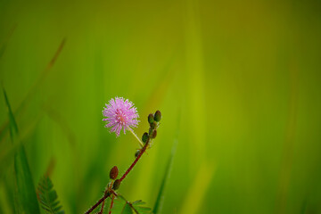 beautiful pink flower of zombie plant with green background