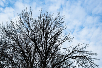 Black silhouette of tree, natural landscape against a blue sky with clouds.