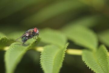 Fly sitting on a plant in daylight