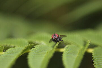 Fly sitting on a plant in daylight