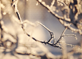 Frozen Frost
