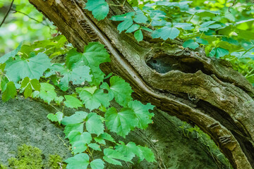 Odd shaped tree with a spider web