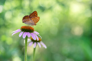 Butterfly Argynnis paphia collects nectar from an echinacea flower on a summer day in the garden