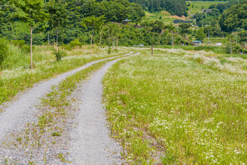 Obraz premium Gravel road in field of white daisies