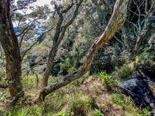 Nga Tapuwae o Toi, or the 'Footprints of Toi', is a walking trail between Whakatane and Ohope in New Zealand