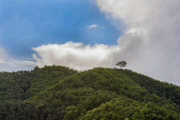 Small lonely tree standing on top of mountain