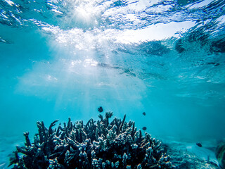underwater marine life on coral reefs