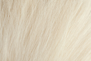 Milky white fur close-up, used as a background or texture. Soft focus