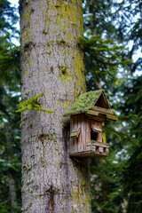 Bird house from nature
