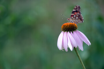 Butterfly Vanessa cardui collects nectar from an echinacea flower on a summer day in the garden
