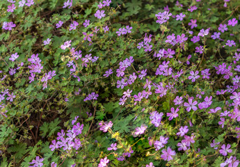 Naklejka premium Geranium molle (binomial name), the Dove's-foot Crane's-bill or Dovesfoot Geranium field