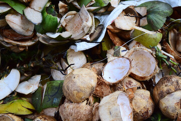Coconut skin waste - Coconut skin after peeling and discarding
