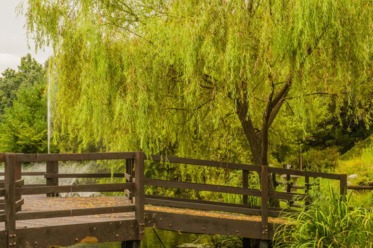 Wooden footbridge in woodland park © aminkorea
