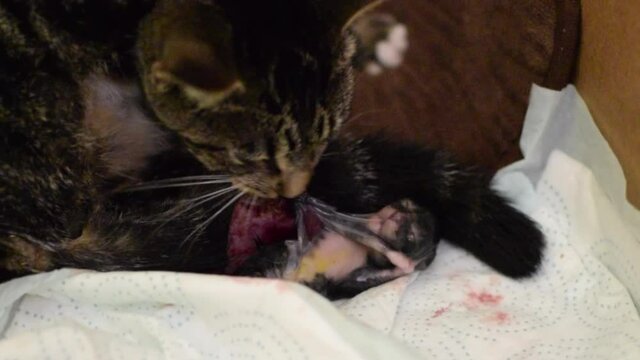 cat giving birth to a kitten. Kitten in an amniotic sac