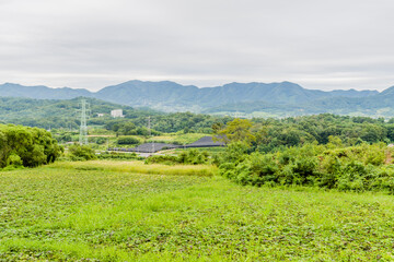 Obraz premium Landscape of foliage in mountain park