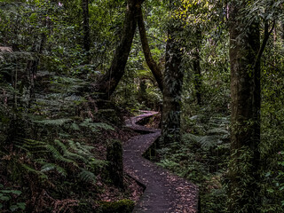 Fototapeta na wymiar Nga Tapuwae o Toi, or the 'Footprints of Toi', is a walking trail between Whakatane and Ohope in New Zealand
