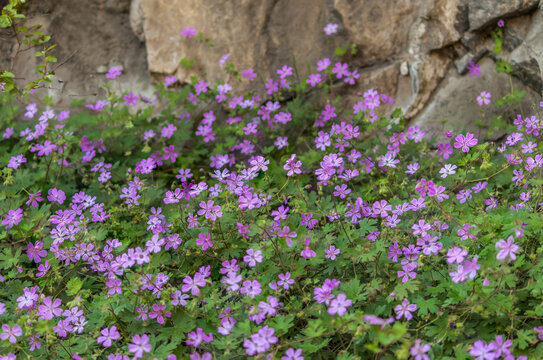 Geranium molle (binomial name), the Dove's-foot Crane's-bill or Dovesfoot Geranium field in the rock