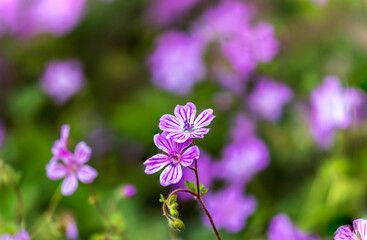 Geranium molle (binomial name), the Dove's-foot Crane's-bill or Dovesfoot Geranium