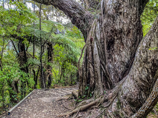 Nga Tapuwae o Toi, or the 'Footprints of Toi', is a walking trail between Whakatane and Ohope in New Zealand