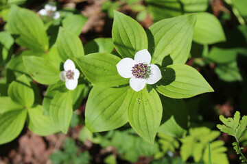 Two bunchberry blossoms in bright sun at Denali State Park